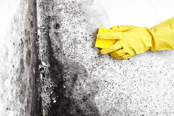 Best Mold Testing and Inspection Services in Randolph, NE