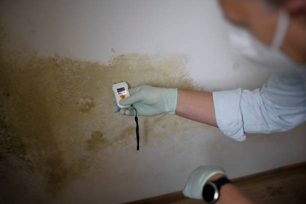 Best Post-Remediation Services in Randolph, NE