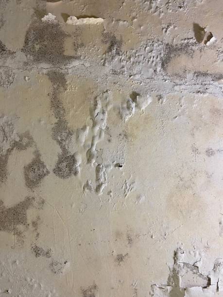 Best Basement Mold Remediation in Randolph, NE