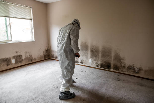 Best Residential Mold Remediation in Randolph, NE