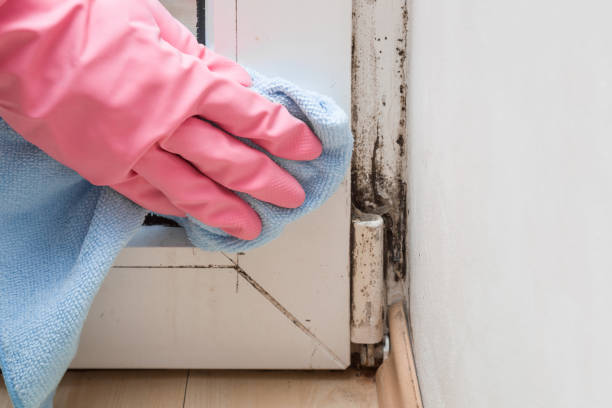 Best Mold Remediation for Specific Building Types in Randolph, NE